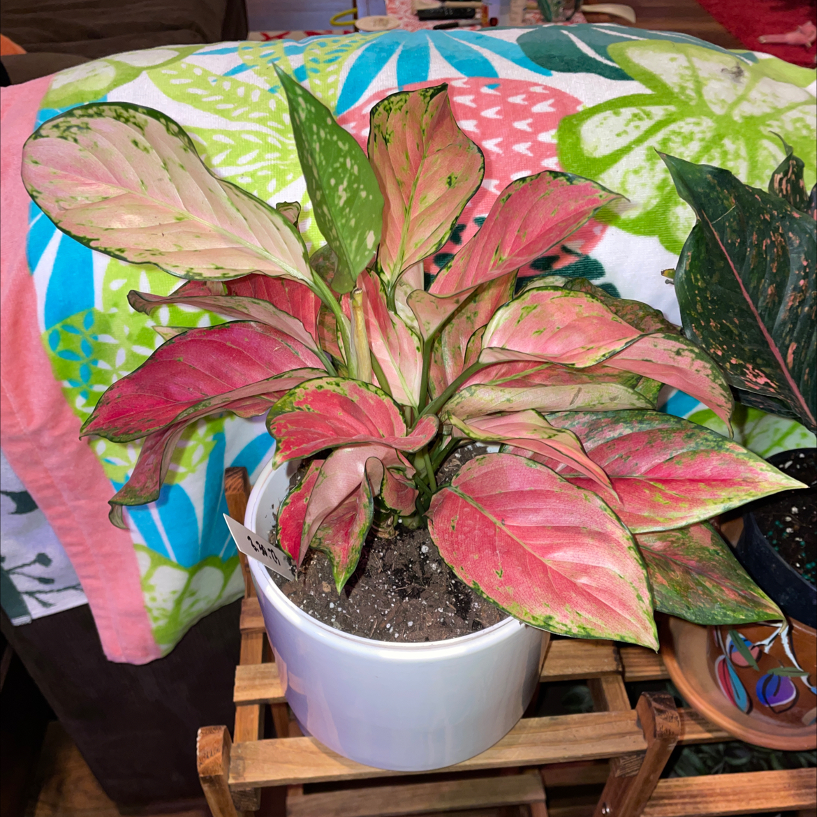 Chinese Evergreen Valentine plant in a white pot with variegated pink and green leaves, some showing discoloration.
