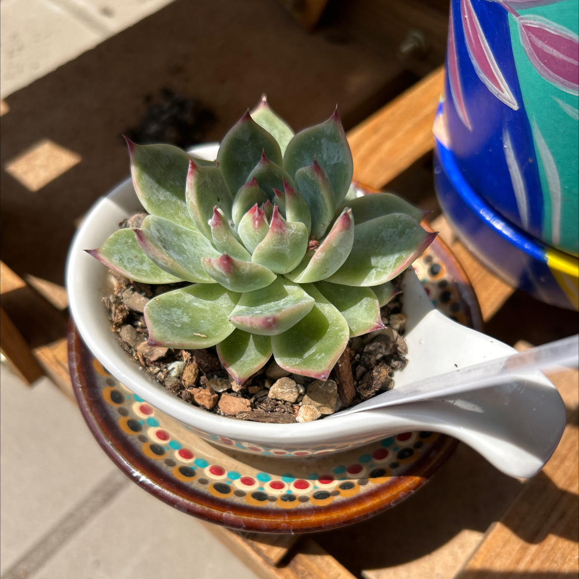 Echeveria chihuahuaensis succulent in a small container with visible soil, well-framed and in focus.