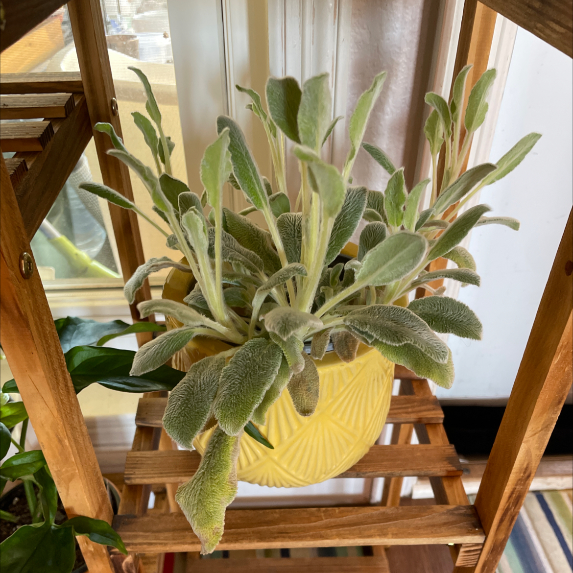 Potted Lamb's Ear plant with soft, fuzzy leaves in a yellow pot on a wooden shelf.