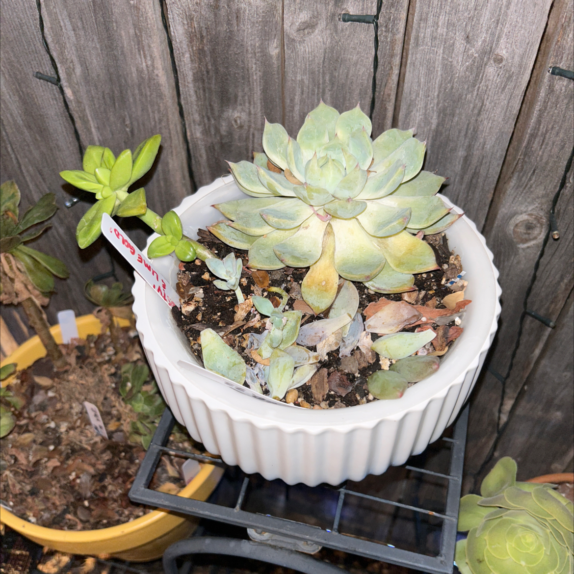 Assorted succulents in a white pot with some yellowing and browning leaves.