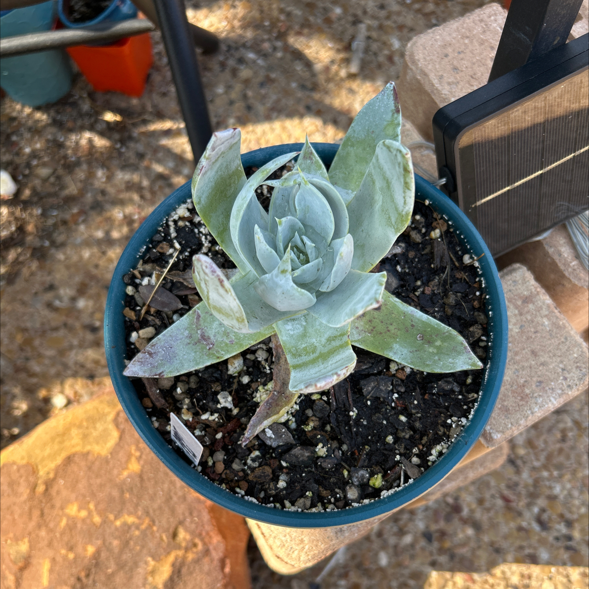 Chalk Dudleya plant in a pot with visible soil, well-framed and in focus.