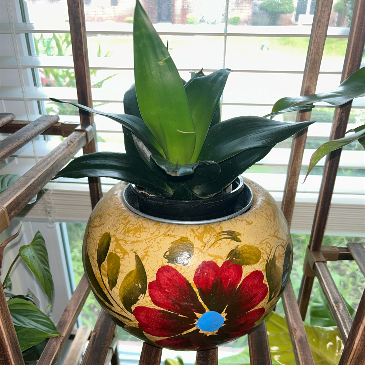 Futura Superba Snake Plant in a decorative pot with a floral design, placed on a wooden shelf.