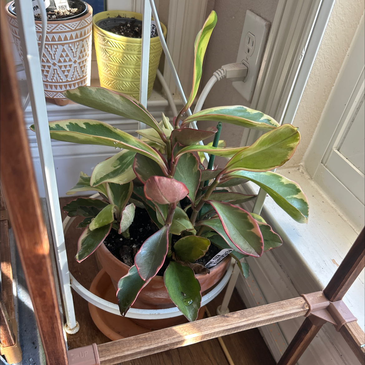 Jelly Peperomia plant in a pot on a shelf near a window with variegated leaves.