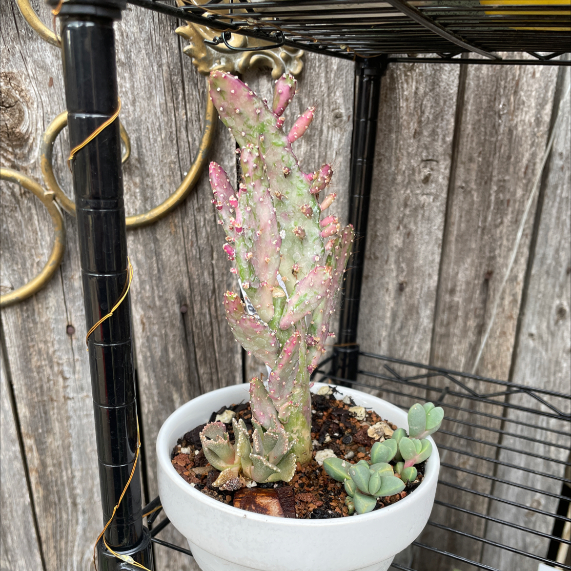 Variegated Joseph's Coat plant in a white pot on a metal shelf, with some leaf browning and other small plants in the pot.
