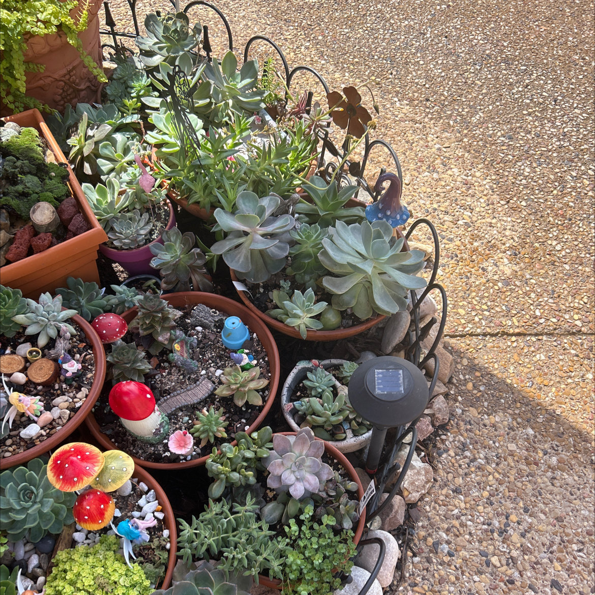 Image of assorted succulent plants in multiple pots, arranged together.