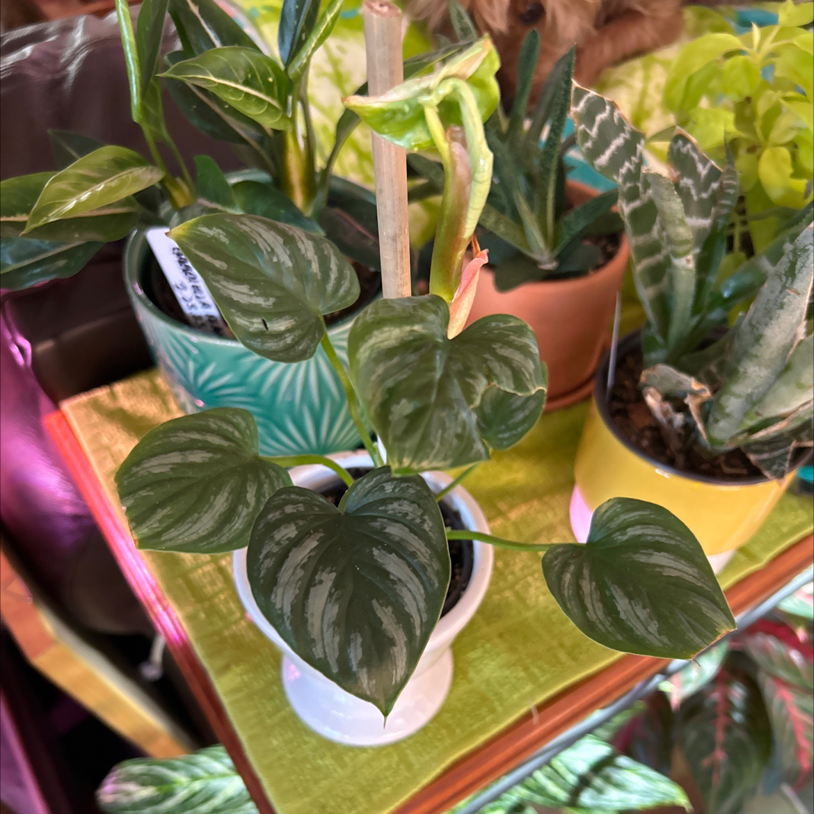 Philodendron mamei plant with healthy green leaves, potted and placed on a shelf with other plants.