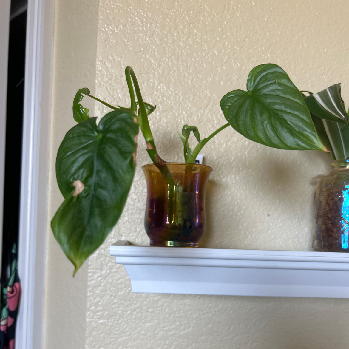 Philodendron Pastazanum plant in a colorful pot on a white shelf with large, heart-shaped leaves.