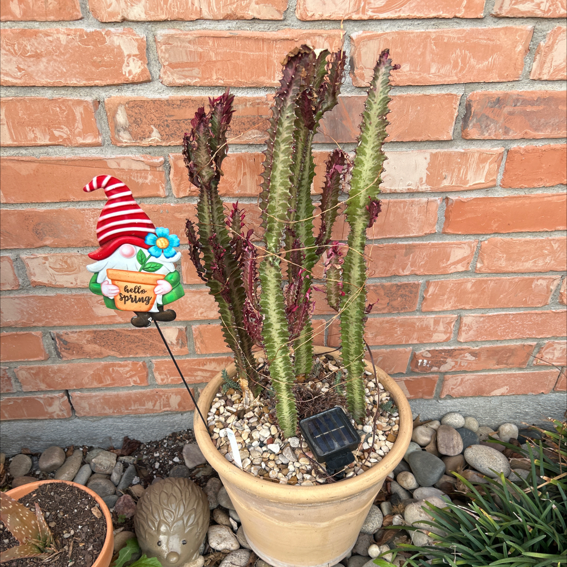 Royal Red African Milk Tree in a pot with some browning leaves, decorative gnome, and pebbles covering the soil.