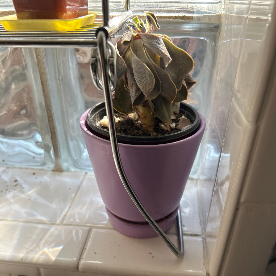 Echeveria 'Purple Pearl' plant in a purple pot with visible browning and yellowing leaves.