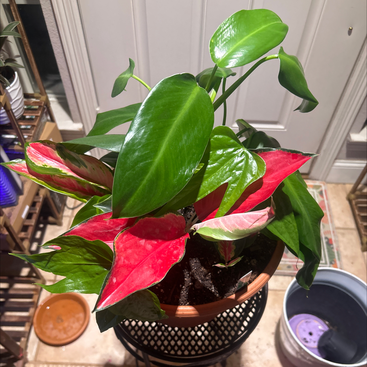 Philodendron 'Jose Buono' plant in a pot with vibrant green and red leaves.