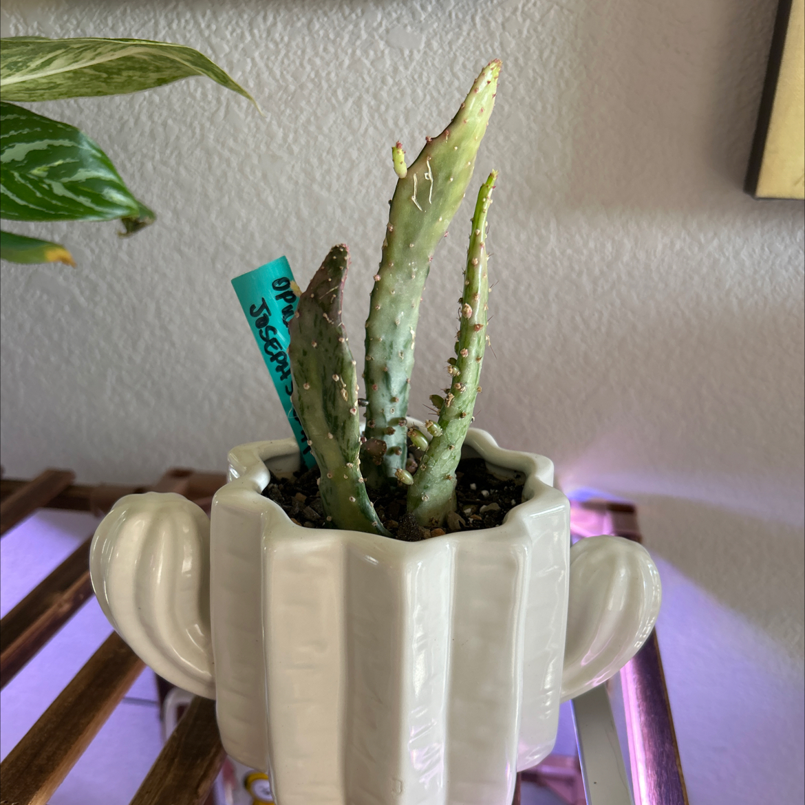 Potted Variegated Joseph's Coat with some leaf damage, well-framed and centered.