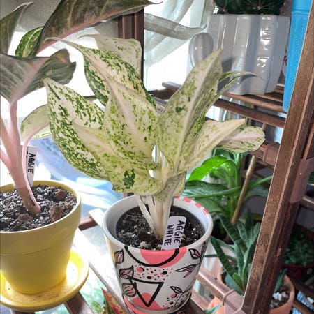 Photo of the plant species Aglaonema 'Super White' by @YammieOf3 named Aggie LRR White Mayang on Greg, the plant care app