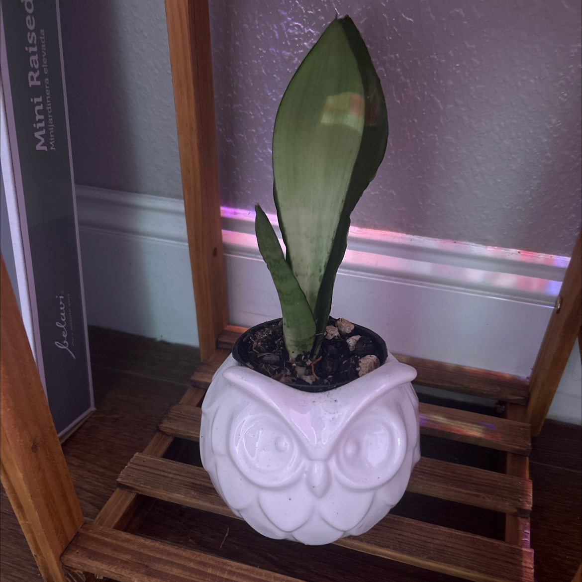 Sansevieria Night Owl plant in a white owl-shaped pot on a wooden shelf.