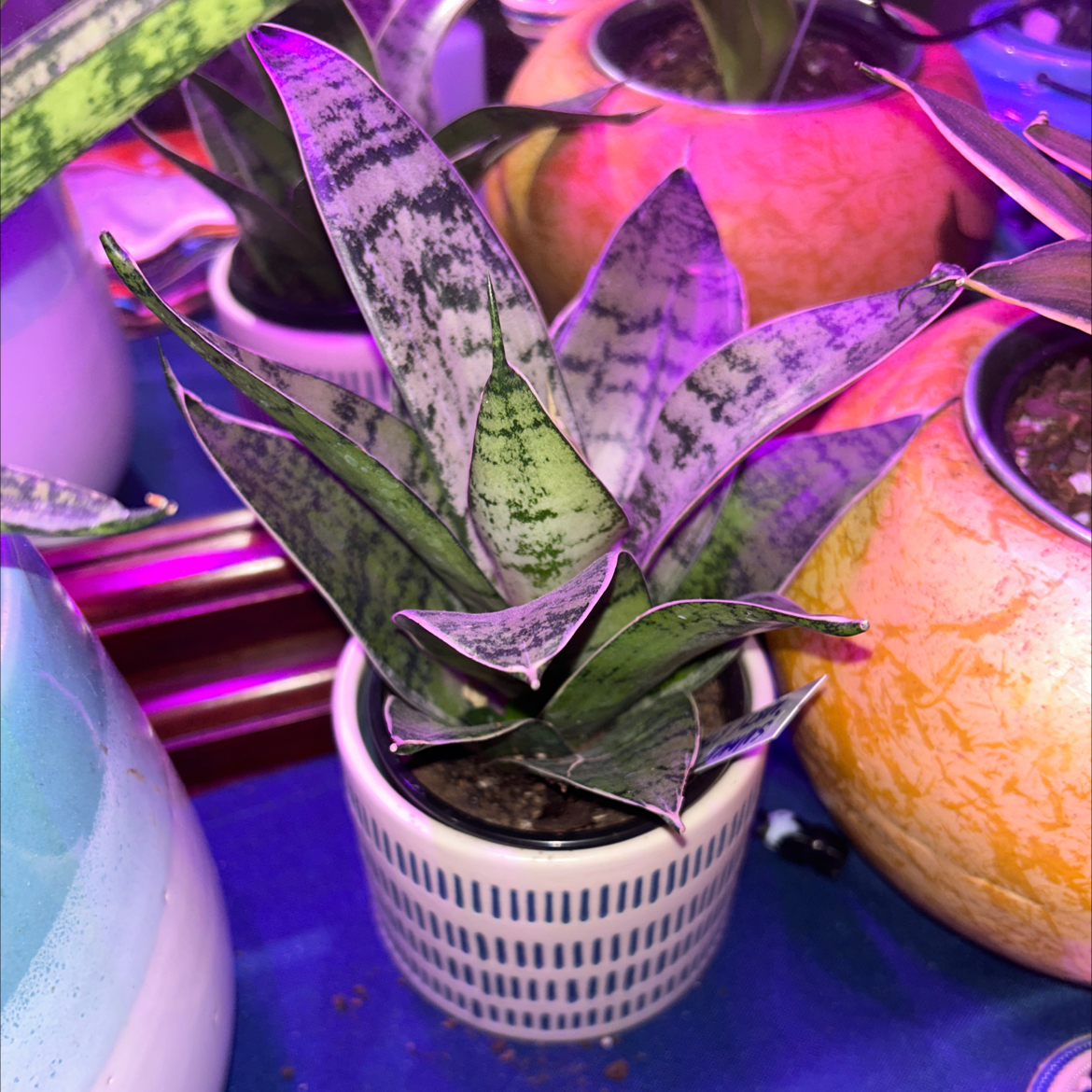 Black Robusta Snake Plant in a small pot, healthy with upright leaves.