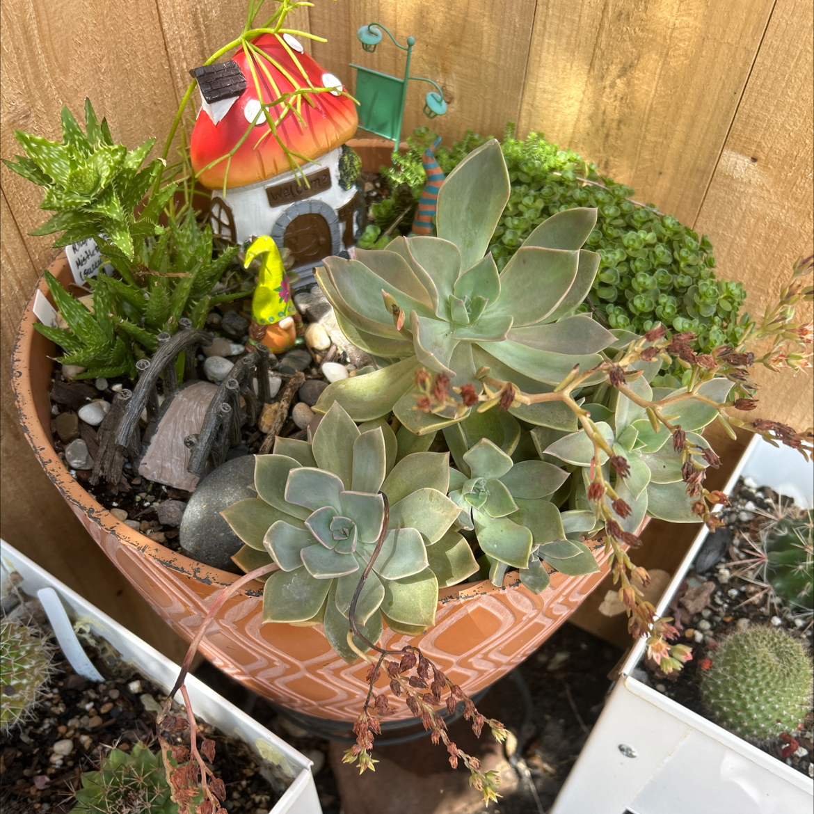 Assorted succulents in a decorative pot with a fairy house, healthy and well-maintained.