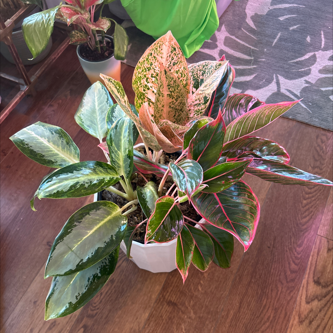 Plant care for Lady Valentine on Greg, the plant care app