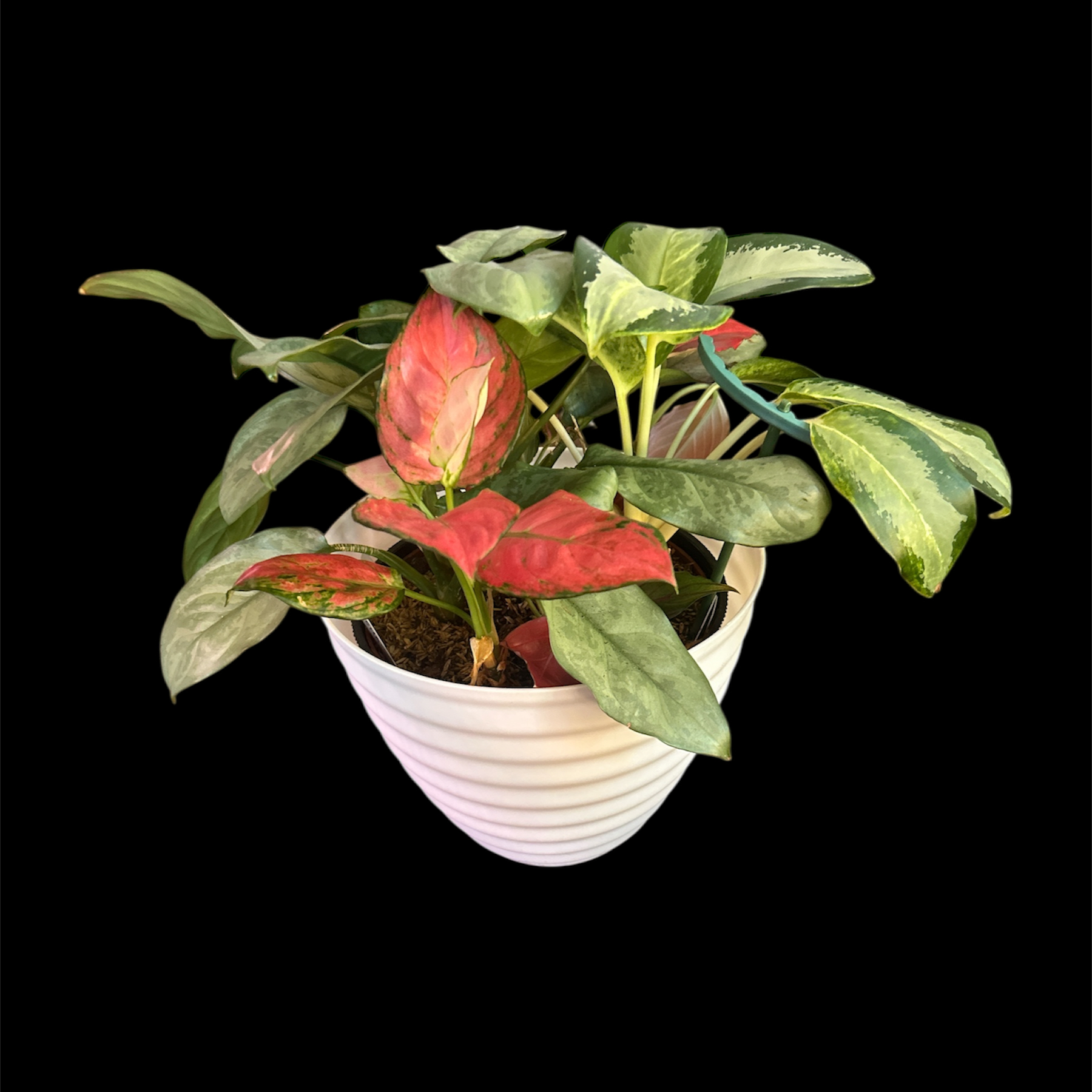 Photo of the plant species Red lipstick by @YammieOf3 named Aggie FLOOR08 Arrangement on Greg, the plant care app
