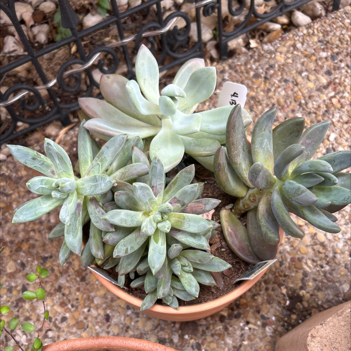 A pot containing assorted succulents with visible soil, well-framed and in focus.