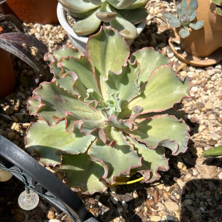 Photo of the plant species 'Blue Curls' by @YammieOf3 named Echeveria ‘Blue Curls’ on Greg, the plant care app