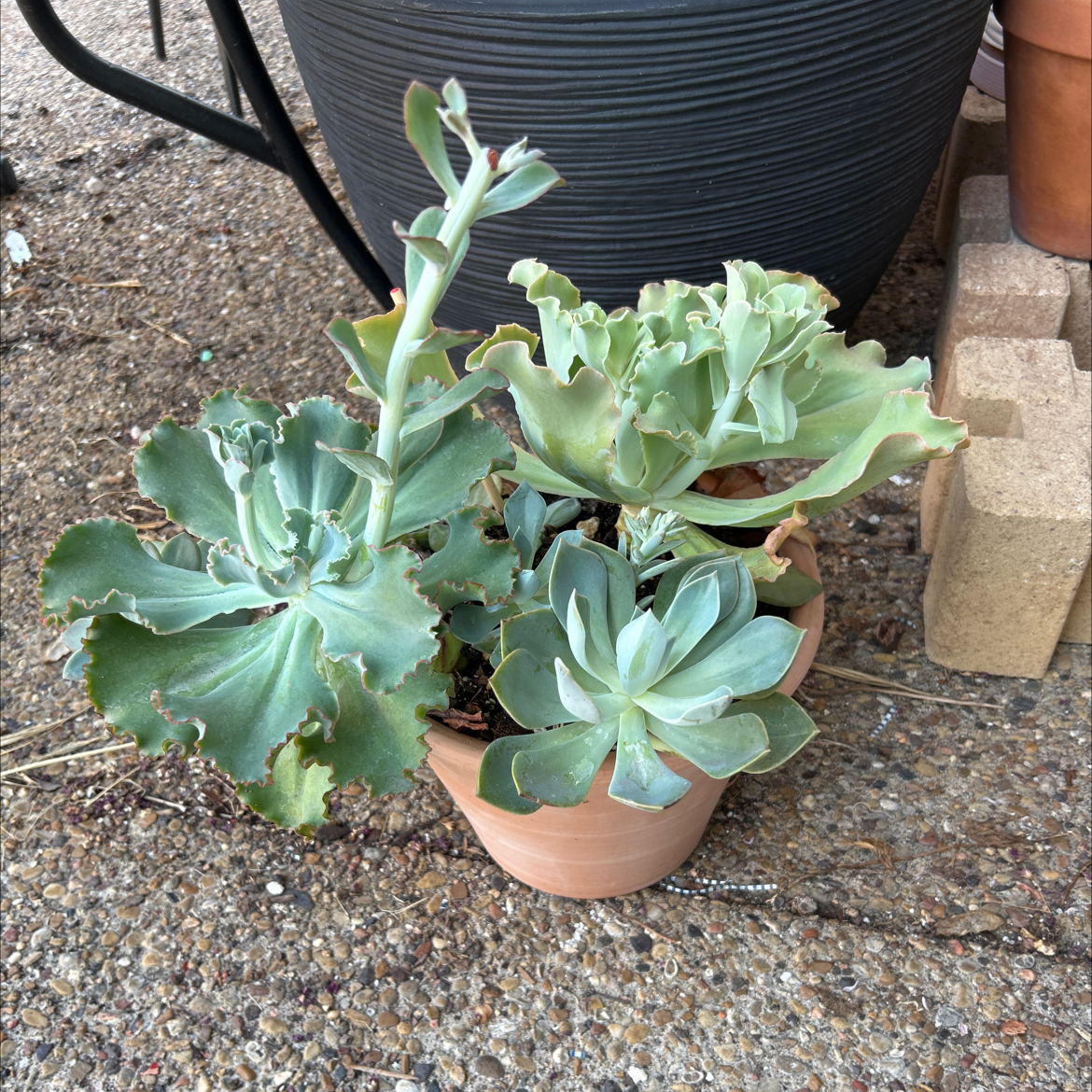 Potted succulent plant with multiple rosettes, slight browning on leaf edges, outdoors on gravel.