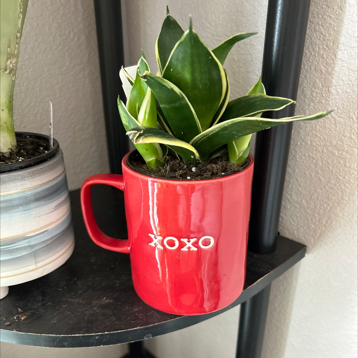 Black Star Snake Plant in a red mug with 'XOXO' written on it, placed on a shelf.