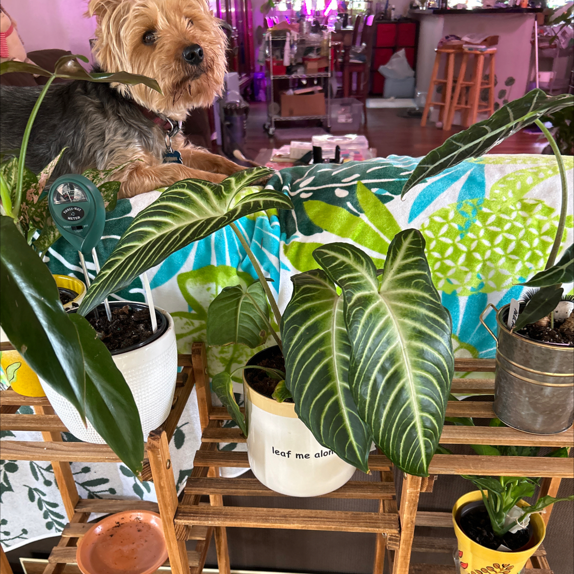 Caladium lindenii 'Magnificum' plant with large green leaves and white veins. A dog is in the background.
