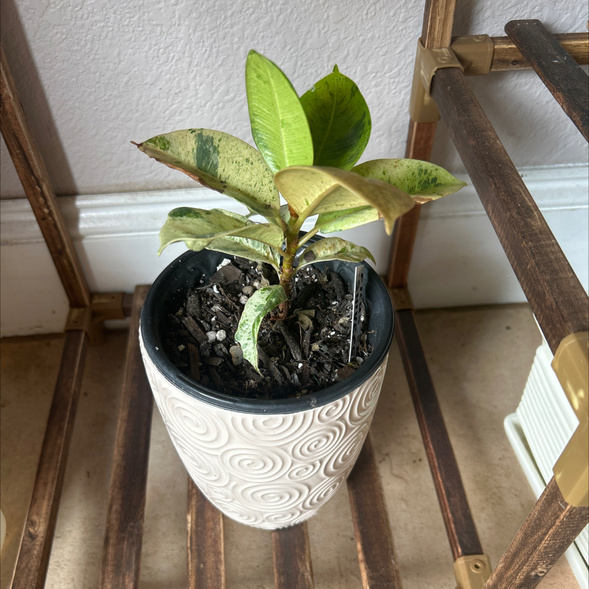 Ficus elastica 'Shivereana' plant in a decorative pot with some leaf browning.