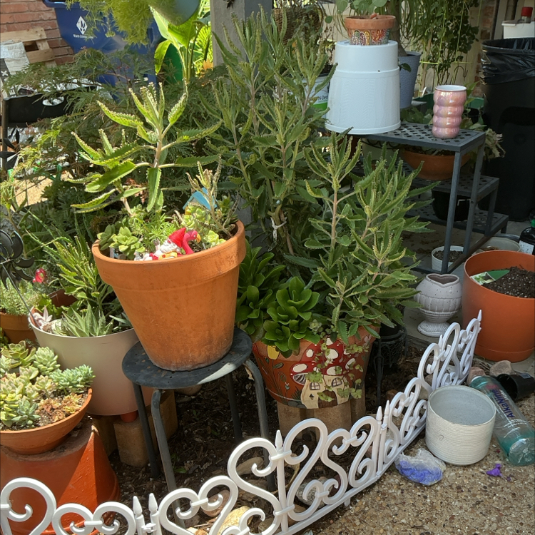 Photo of the plant species Didelta 'FanciFillers Silver Strand' by @YammieOf3 named Kalanchoe BP Arrangement on Greg, the plant care app