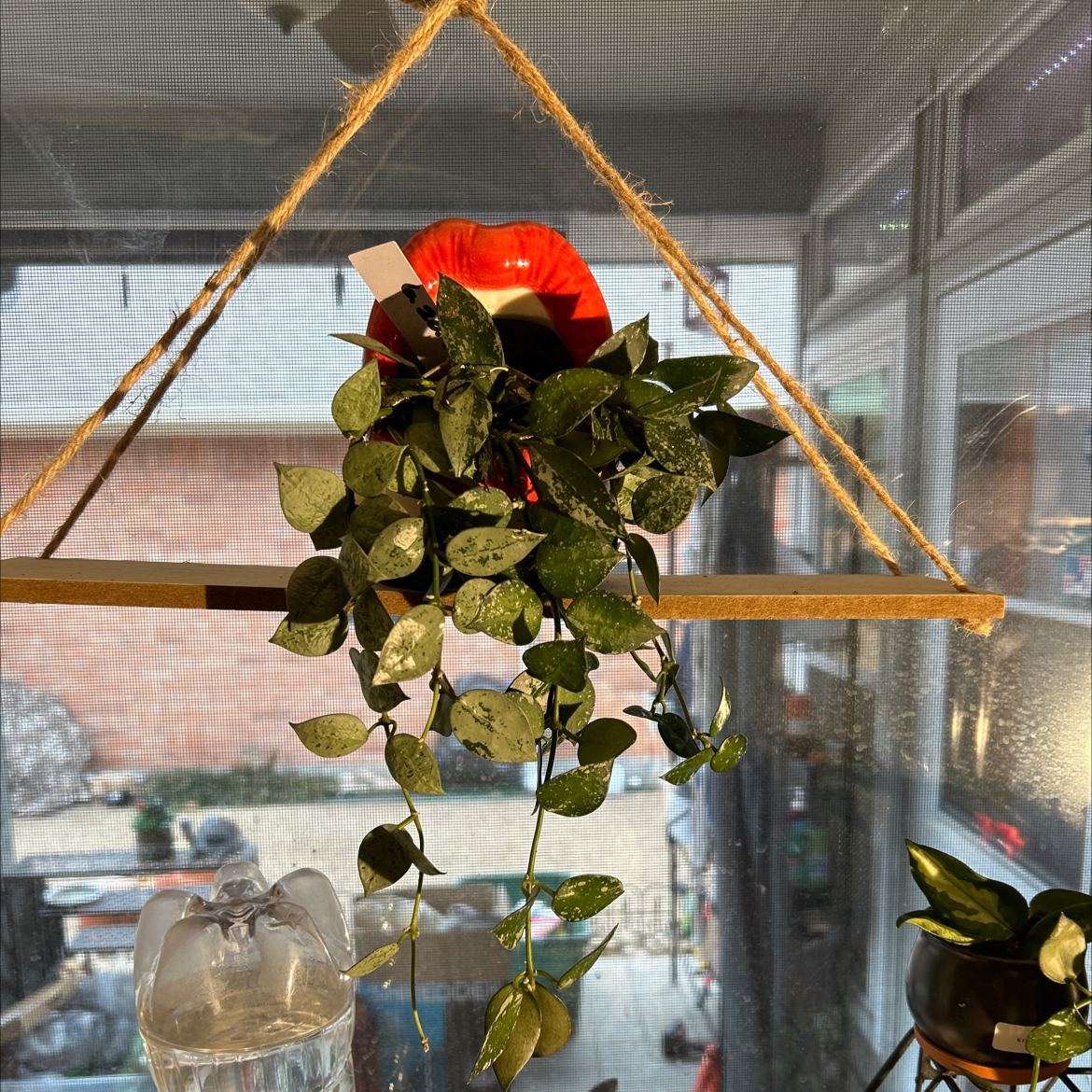 Hoya khroniana Silver Splash plant hanging in a pot with healthy leaves and silver splash pattern.