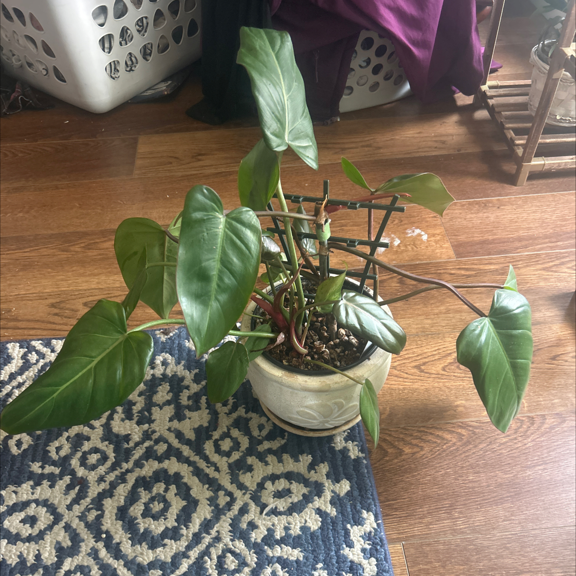 Philodendron 'Summer Glory' plant in a white pot on a patterned rug.