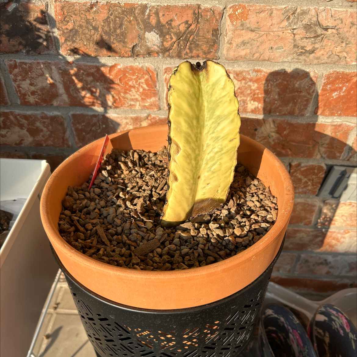 Variegated African Candelabra plant in a pot with gravel soil, showing significant yellowing and browning.