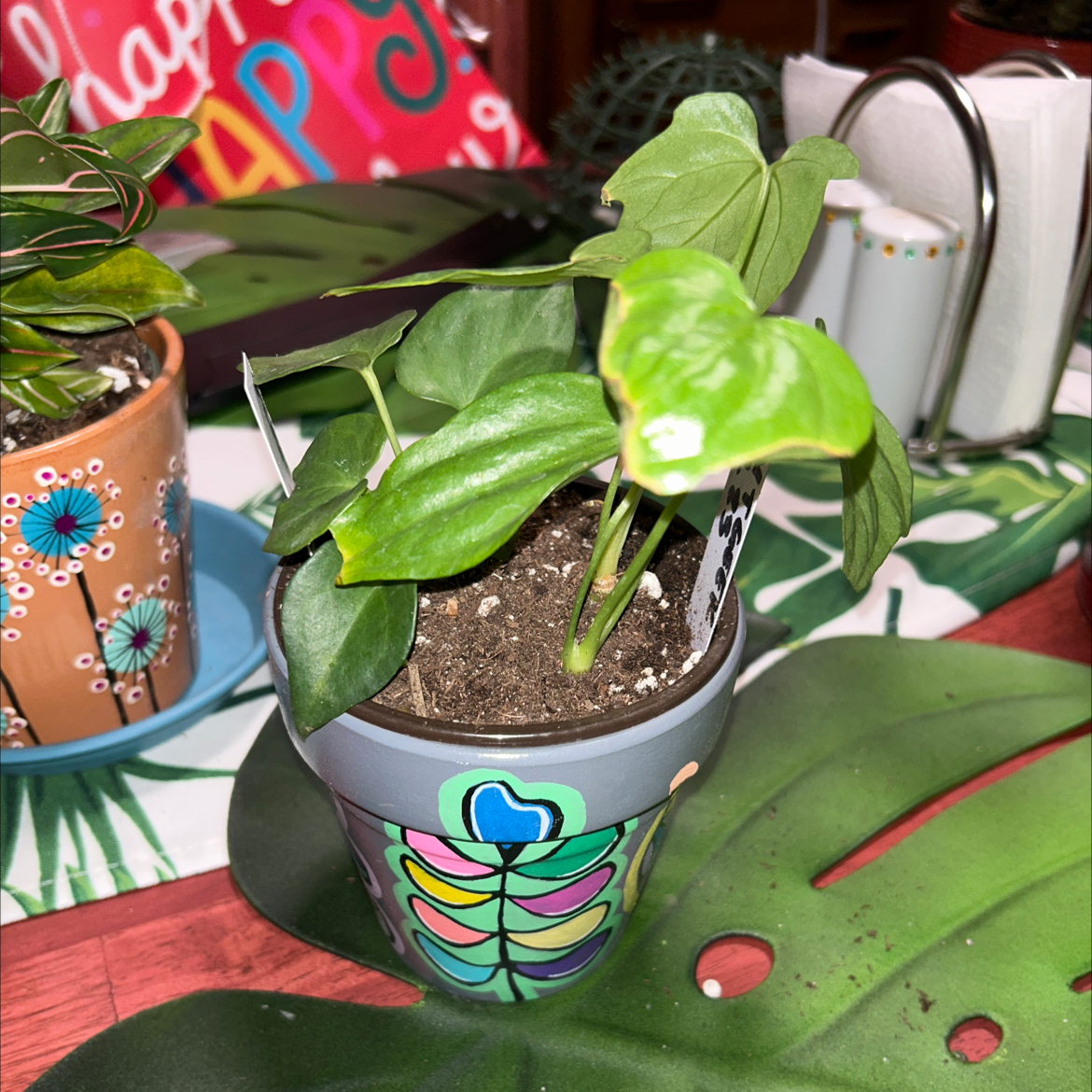 Potted Anthurium Fingers plant with visible soil and one yellowing leaf.