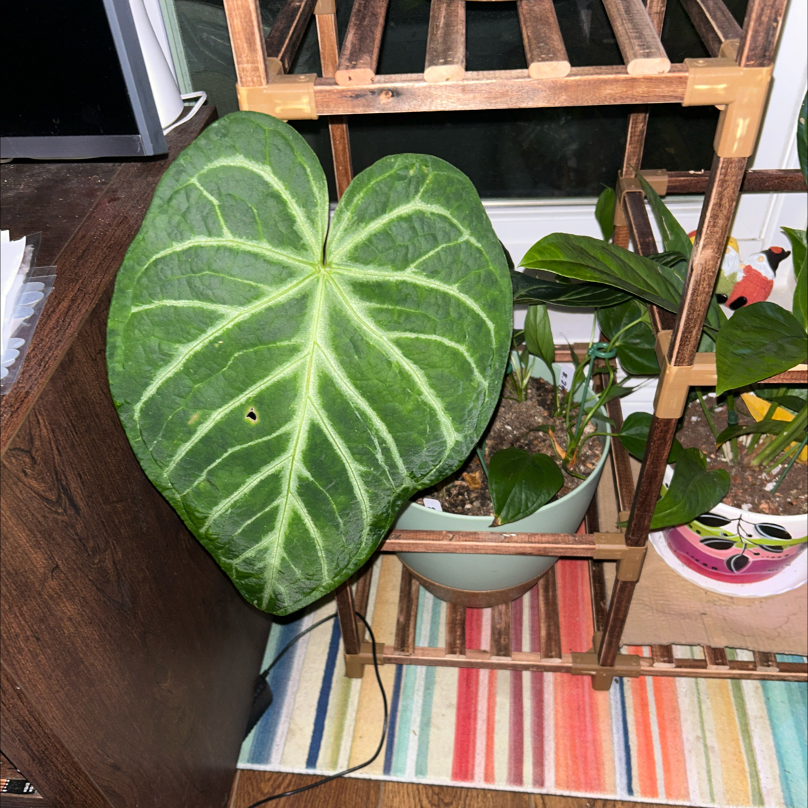 Anthurium magnificum leaf with prominent veining and a small hole, with visible soil and multiple plants in the background.