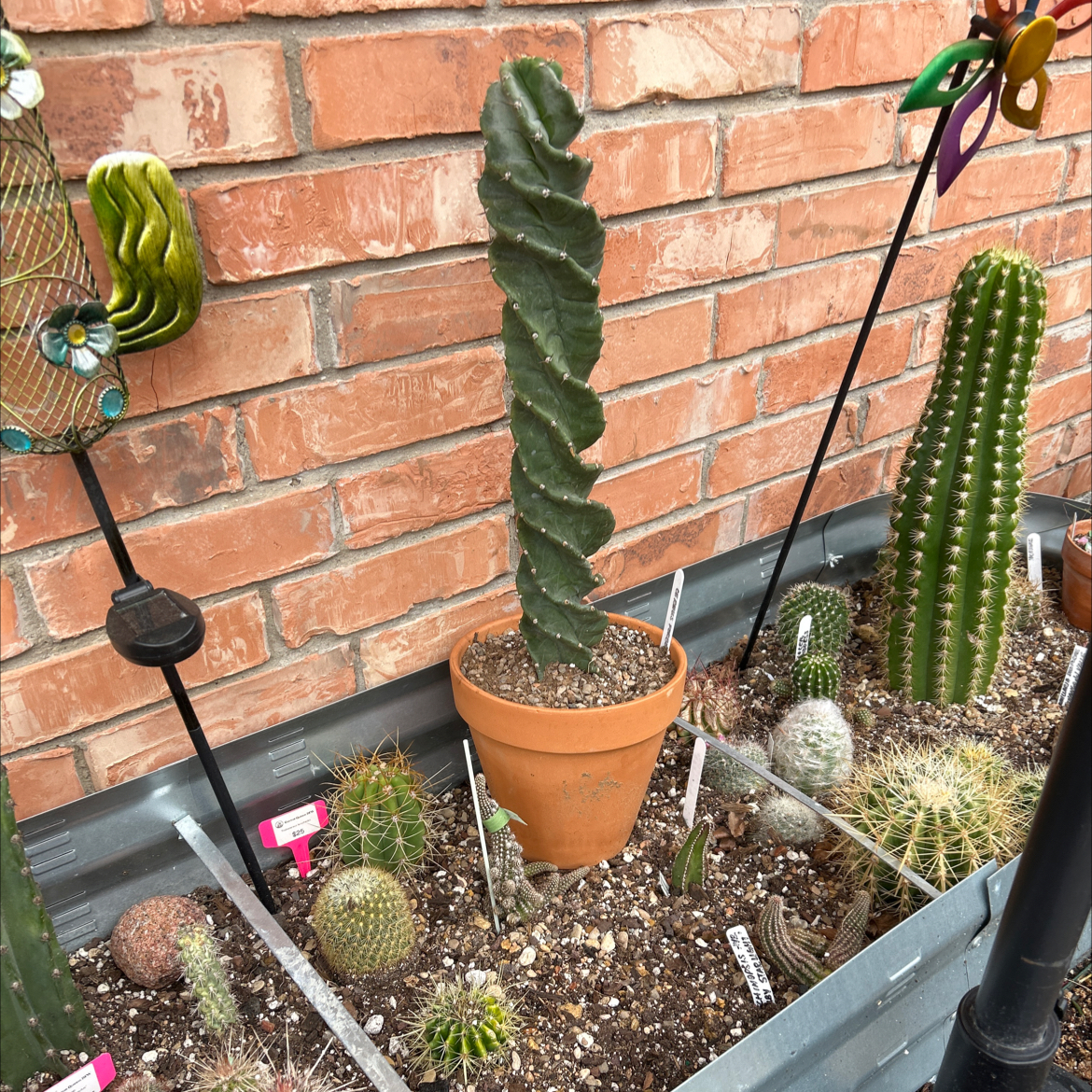 Spiral Cactus in a terracotta pot, surrounded by other cacti in a planter.