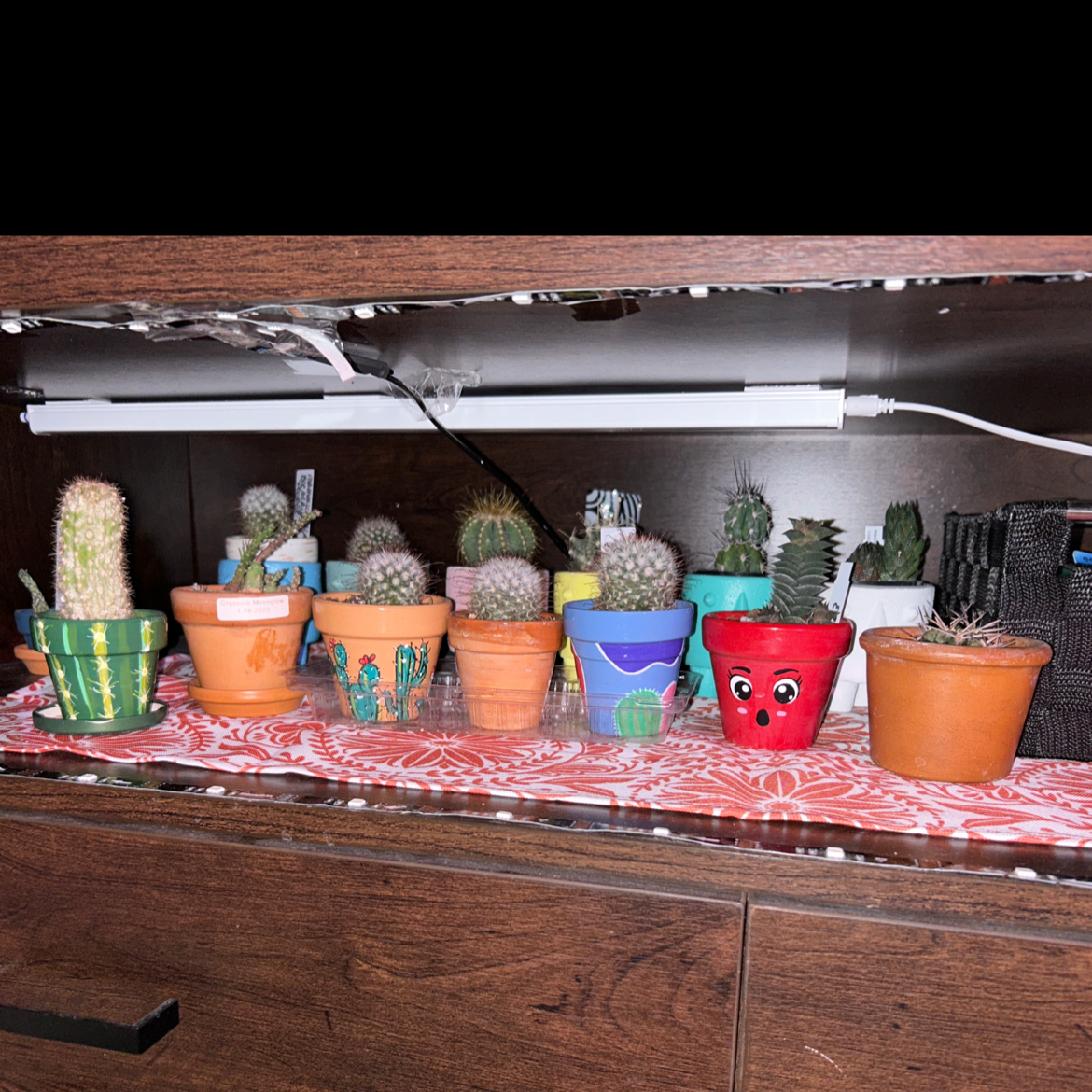 Multiple potted cacti, including Mammillaria backebergiana, under a grow light on a shelf.