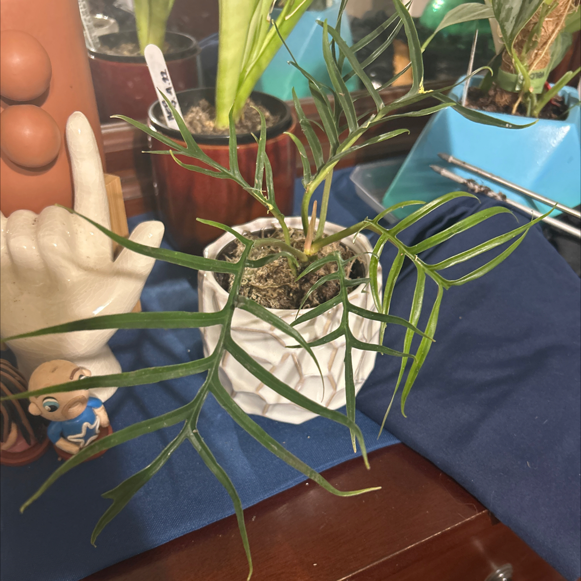 Philodendron tortum plant in a white pot with visible soil, well-framed and in focus.