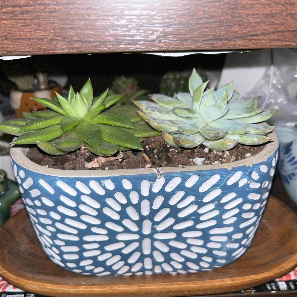Potted arrangement of two healthy succulent plants in a decorative blue and white pot.