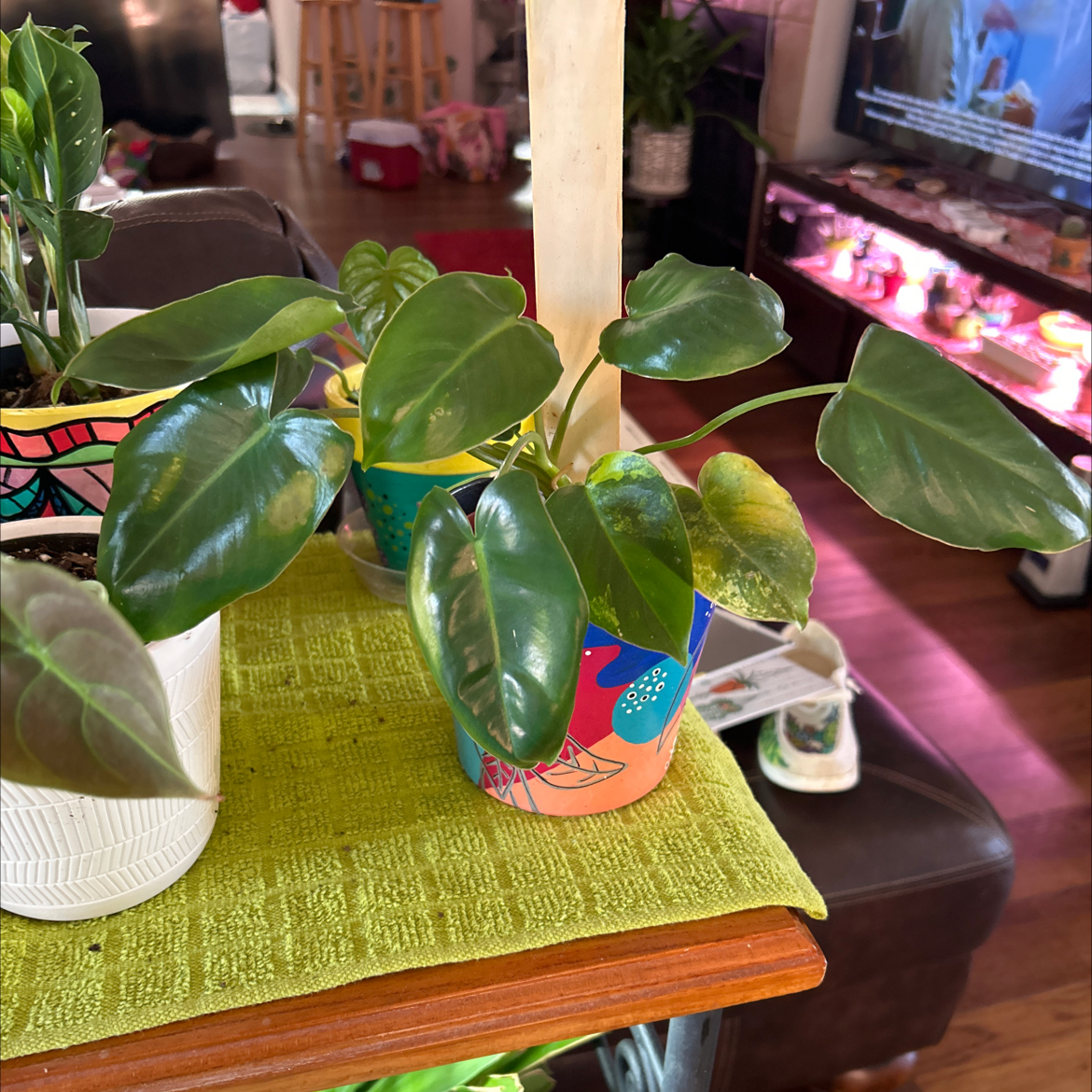 Potted Burle Marx Variegata plant with variegated leaves, some yellowing visible.