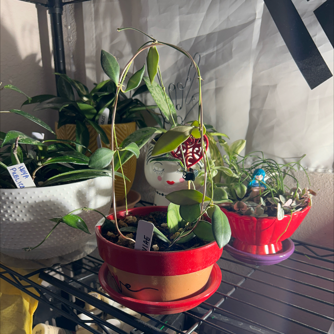 Hoya 'Burtoniae' plant in a red pot on a metal shelf with other plants in the background.