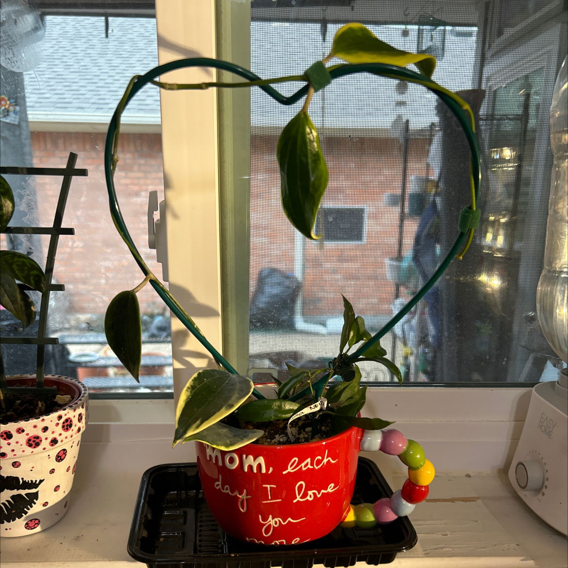 Hoya macrophylla plant in a heart-shaped trellis, placed in a decorative pot.
