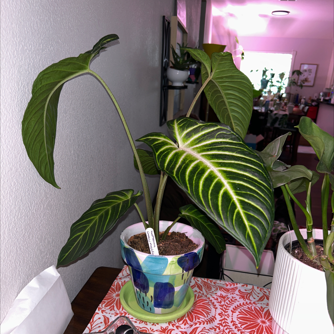 Caladium lindenii 'Magnificum' plant in a decorative pot with vibrant green leaves and white veins.
