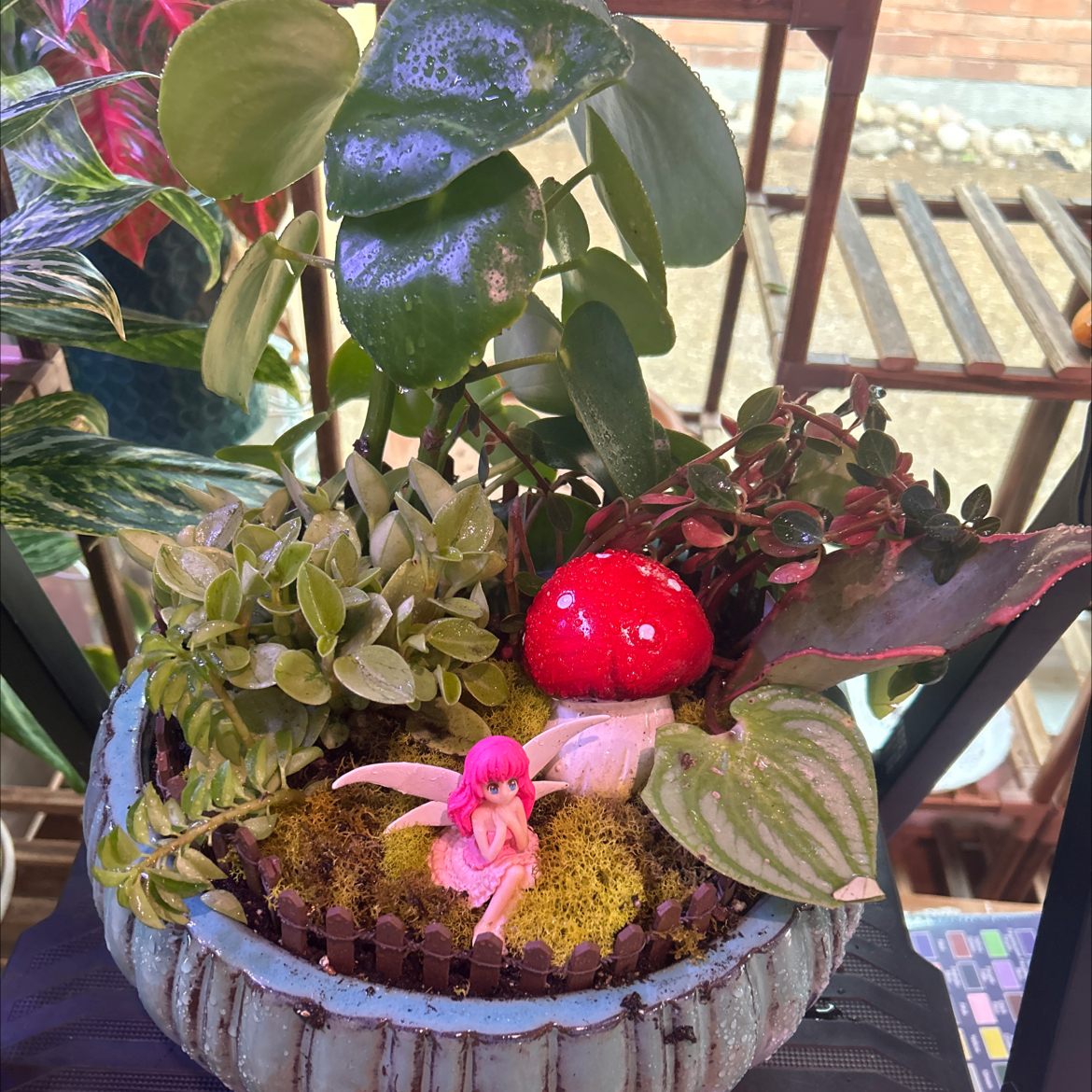 Potted arrangement with multiple plant species, including a jade plant, and decorative elements.