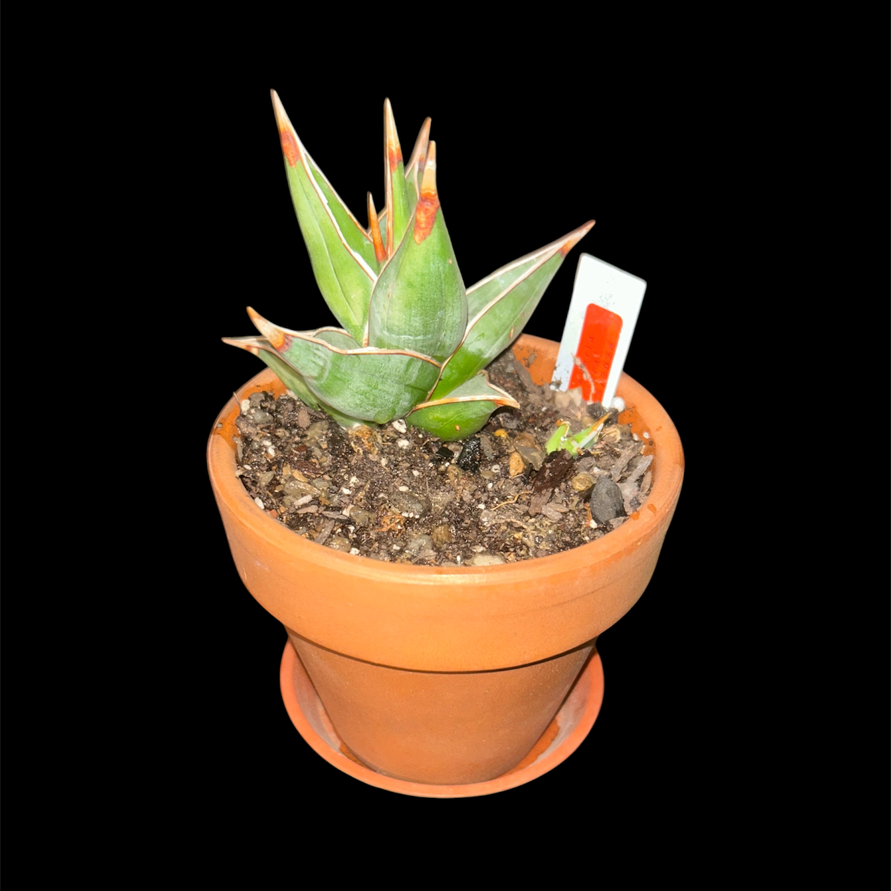 Photo of the plant species Walking Sansevieria by @YammieOf3 named Snake Plant TVS ‘Pinguicula ‘Walking’ on Greg, the plant care app