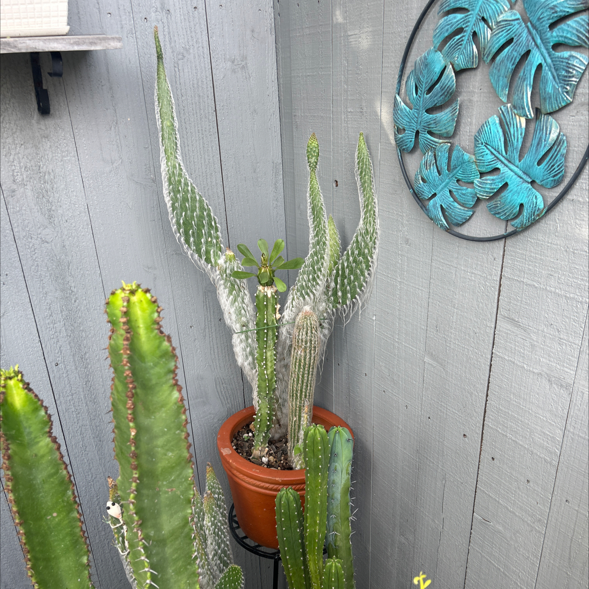 Photo of the plant species Opuntia erinacea var. ursina by @YammieOf3 named Cactus fountain ‘Snow Prickly Pear’ on Greg, the plant care app