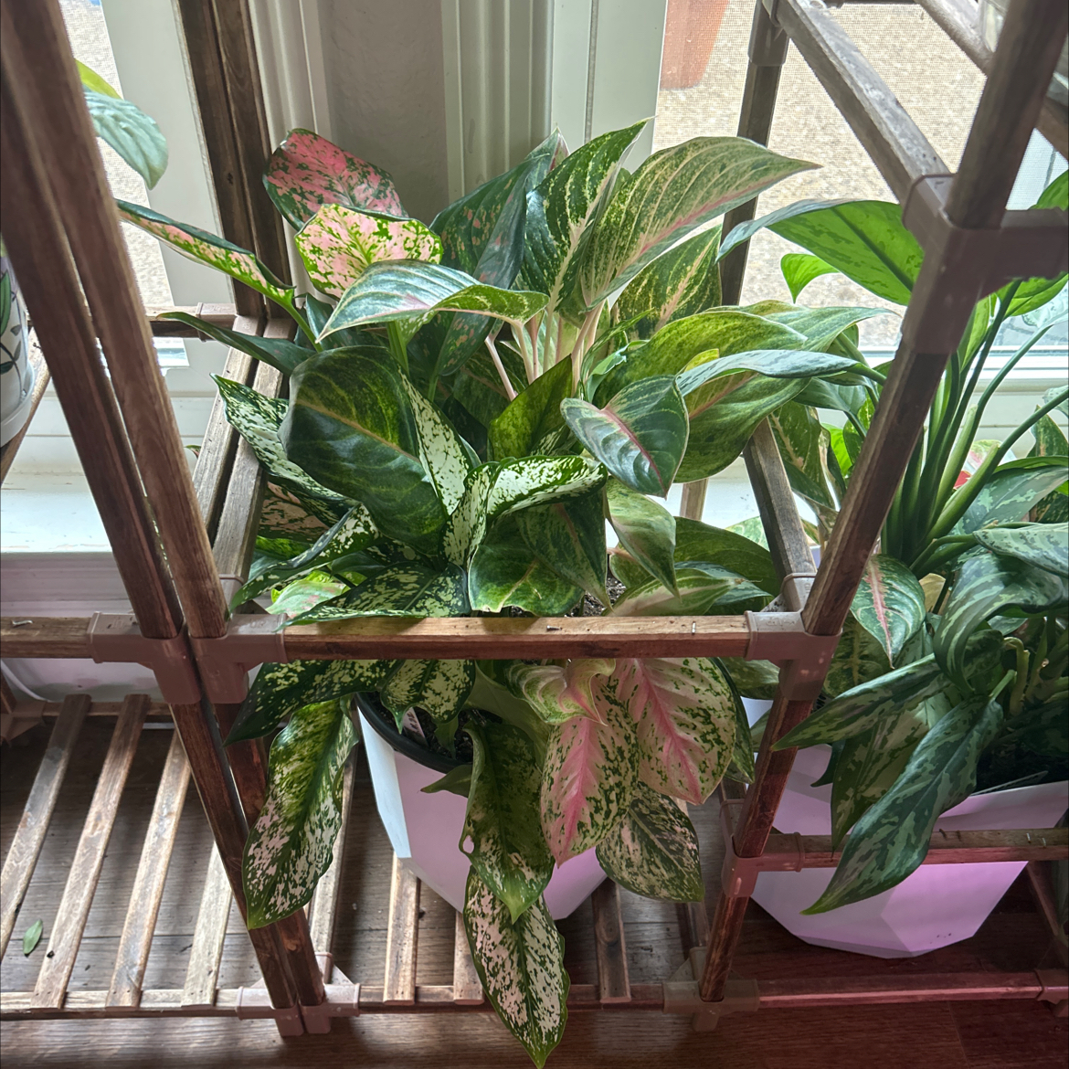 Aglaonema 'Red Valentine' plant with vibrant green and pink leaves on a wooden shelf near a window.