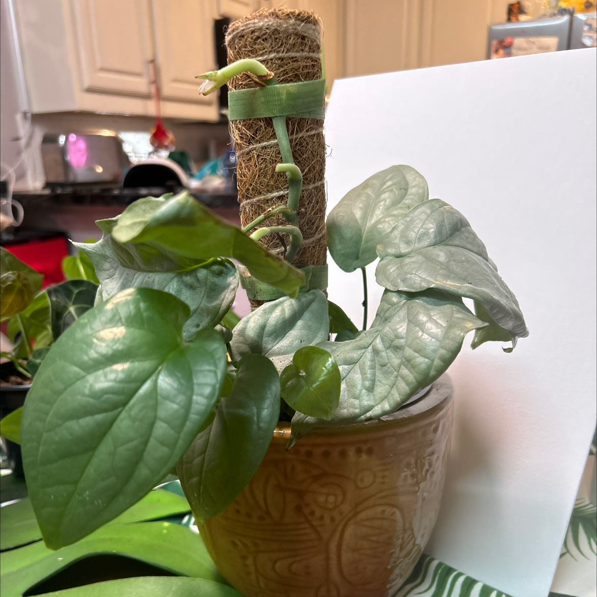 Amydrium 'Spider Man' plant in a pot with a moss pole, healthy green leaves.