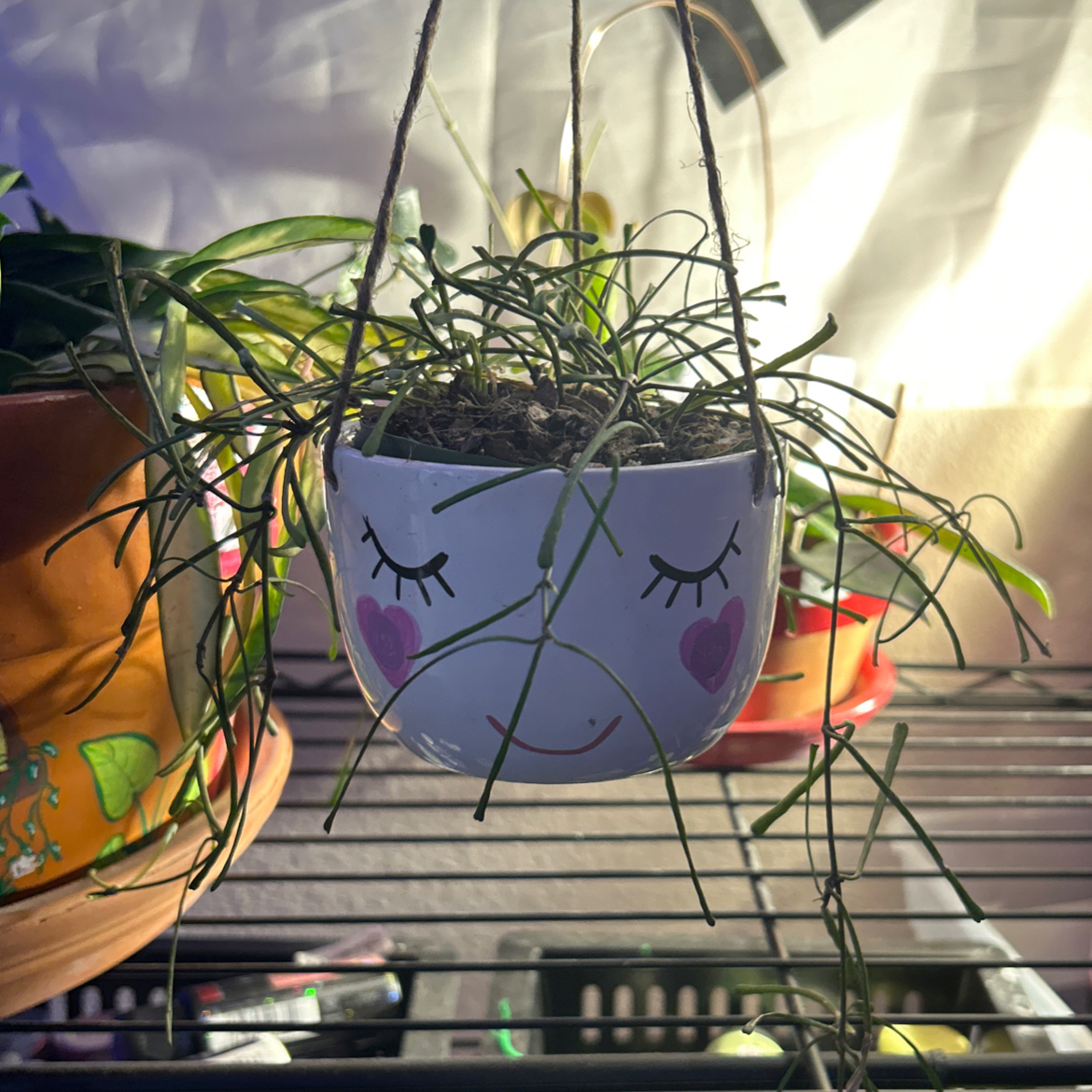 Grass-leaved Hoya plant in a decorative hanging pot with a face design, on a wire shelf.