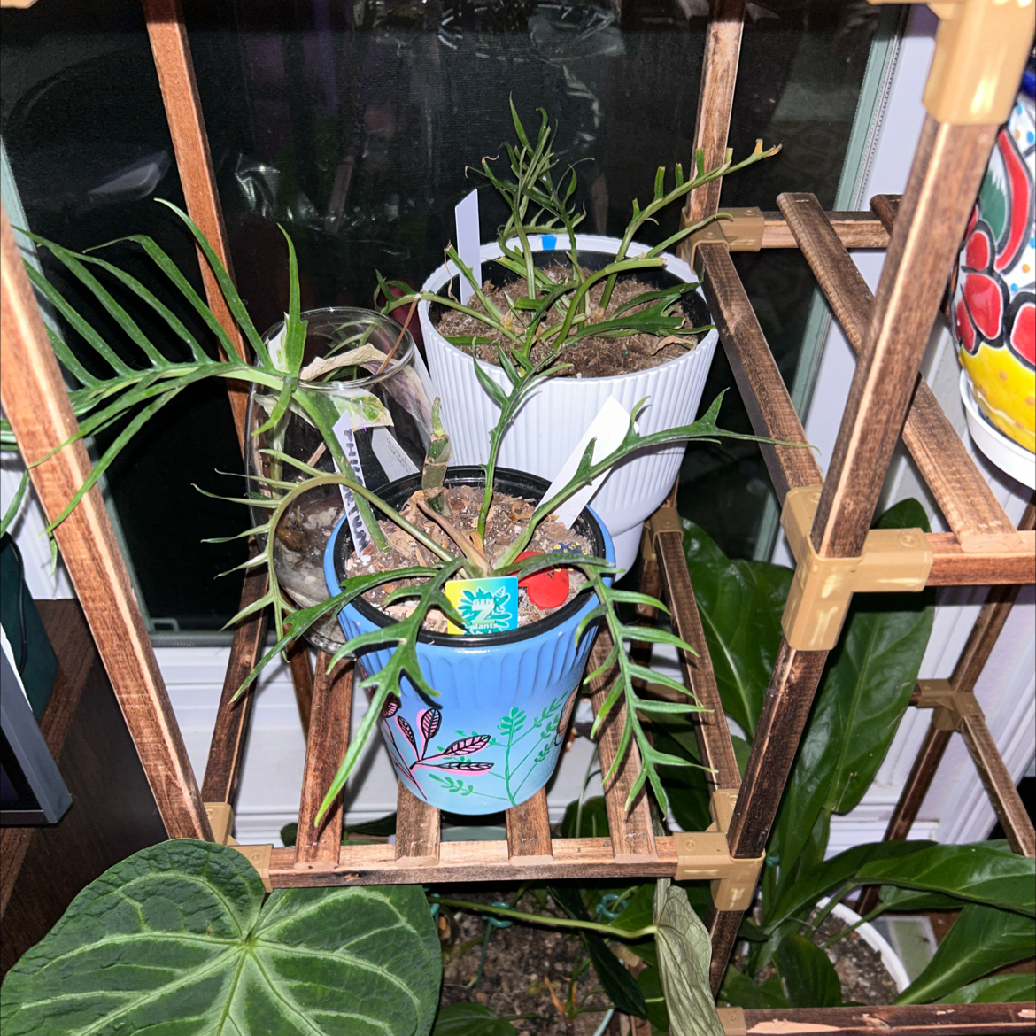 Philodendron tortum plant in a decorative pot on a wooden shelf, appears healthy.