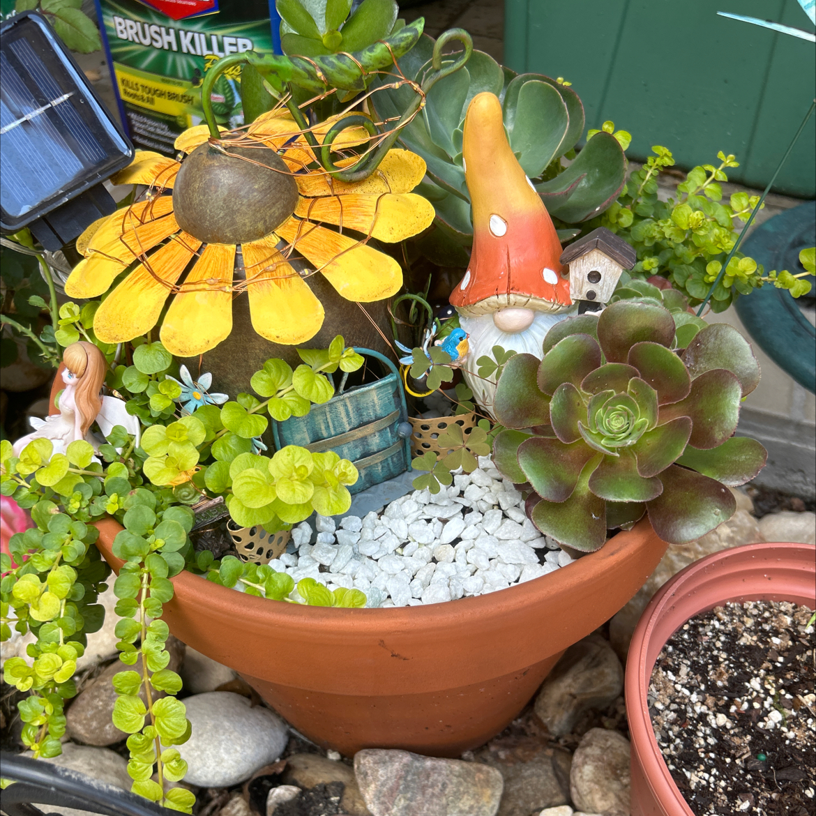 Assorted succulents in a terracotta pot with decorative elements including a gnome and sunflower ornament.