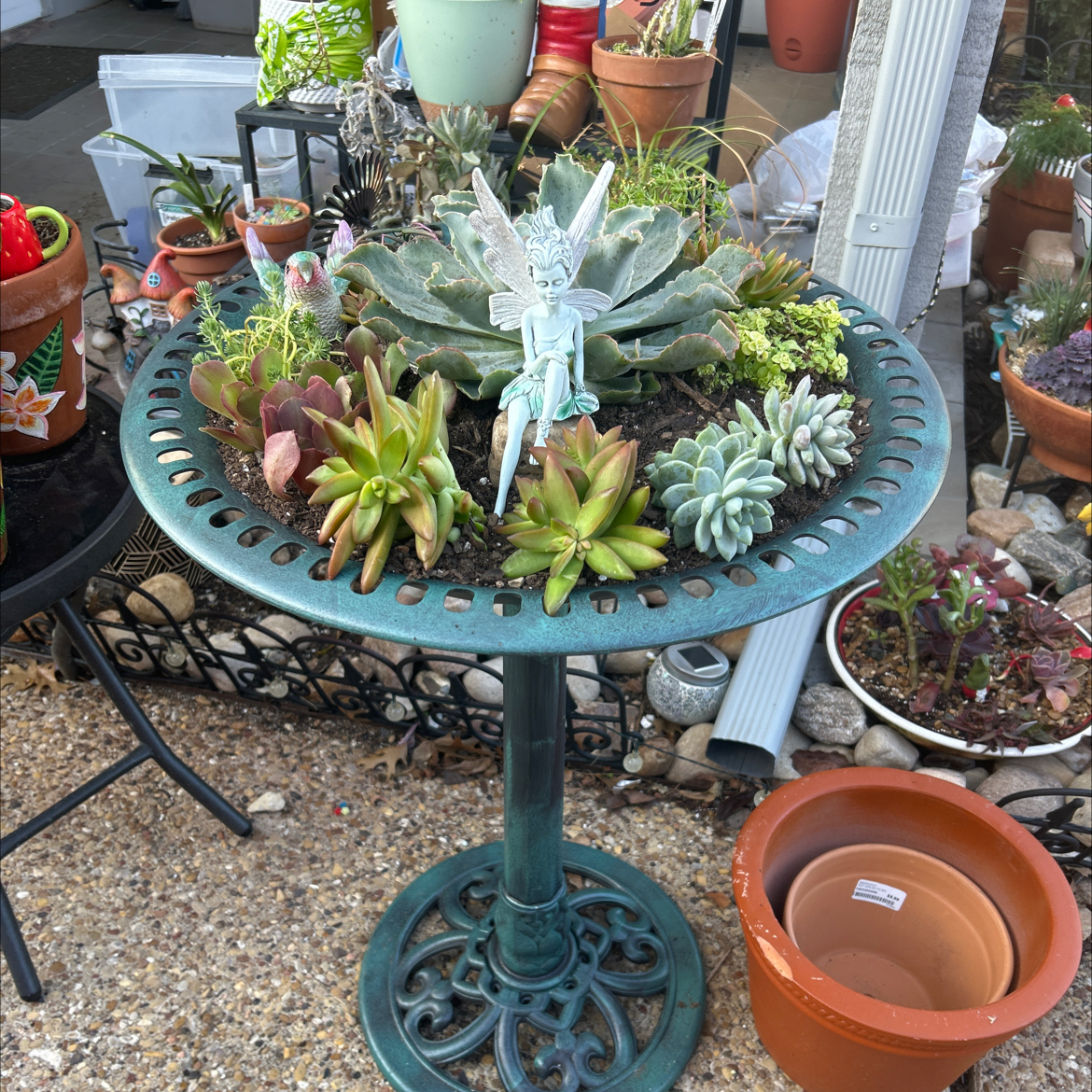 Assorted succulents arranged on a decorative pedestal, appearing healthy.